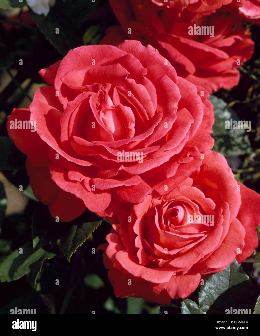 Rosa - `Super Star' (Hybrid Tea)   RHT023822 Stock Photo